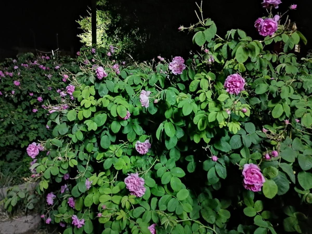 Bayt Alhagar Residance بيت الحجر للضيافة الجبل الأخضر Villa Hayl Yaman Esterno foto